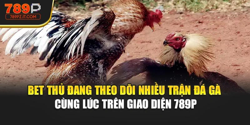 Bet thủ đang theo dõi nhiều trận đá gà cùng lúc trên giao diện 789P