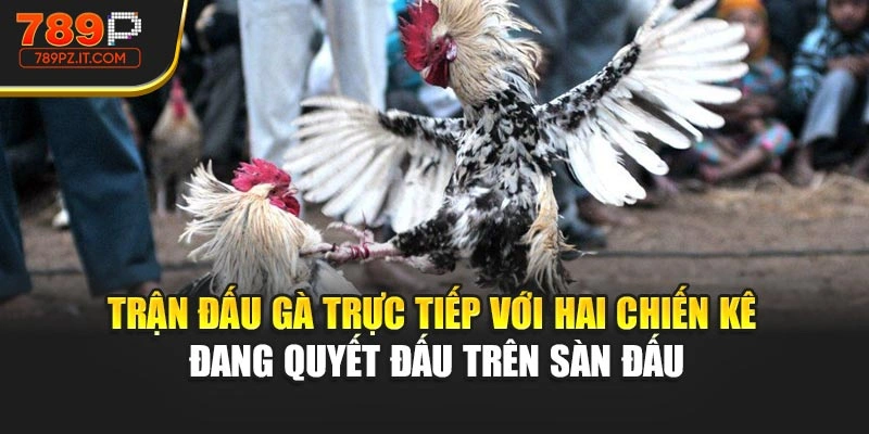 Trận đấu gà trực tiếp với hai chiến kê đang quyết đấu trên sàn đấu